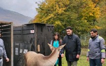 Leyla Əliyevanın iştirakı ilə Şahdağ Milli Parkına marallar buraxılıb