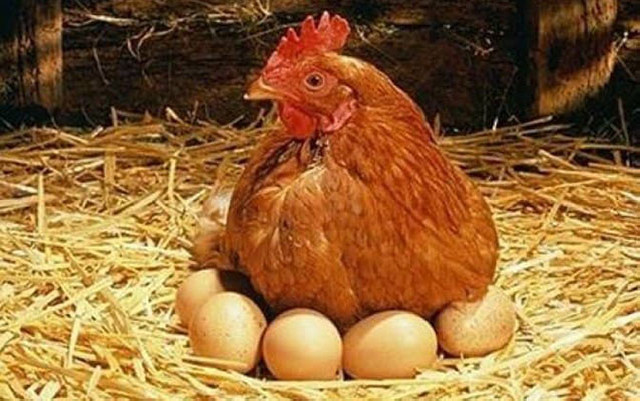 Bakıda yumurta niyə limitlə satılır?